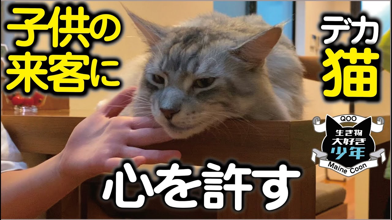 【メインクーン】大型猫の変化／子供の来客に心を許し始める／ワタリガニ