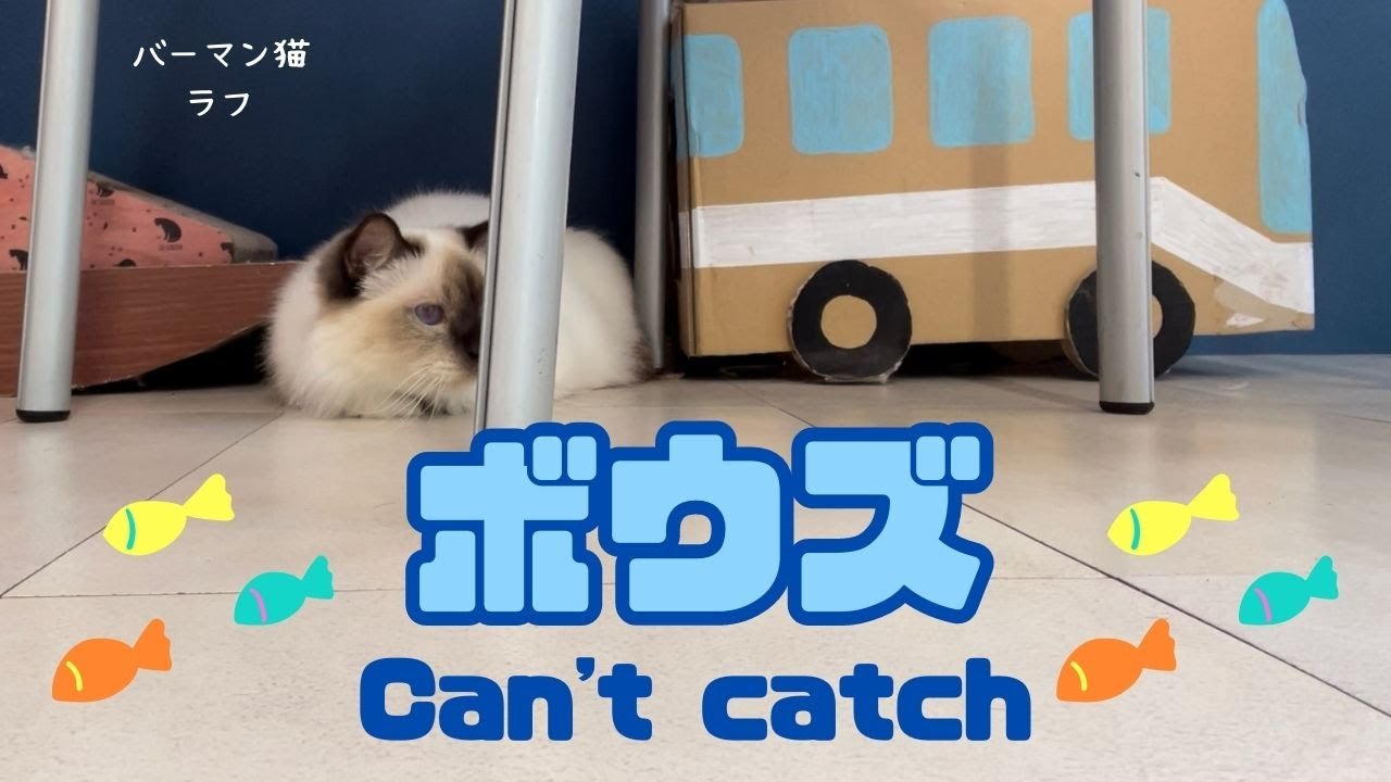 バーマン猫ラフとガブ【ボウズ】Can't catch（バーマン猫）Birman/Cat