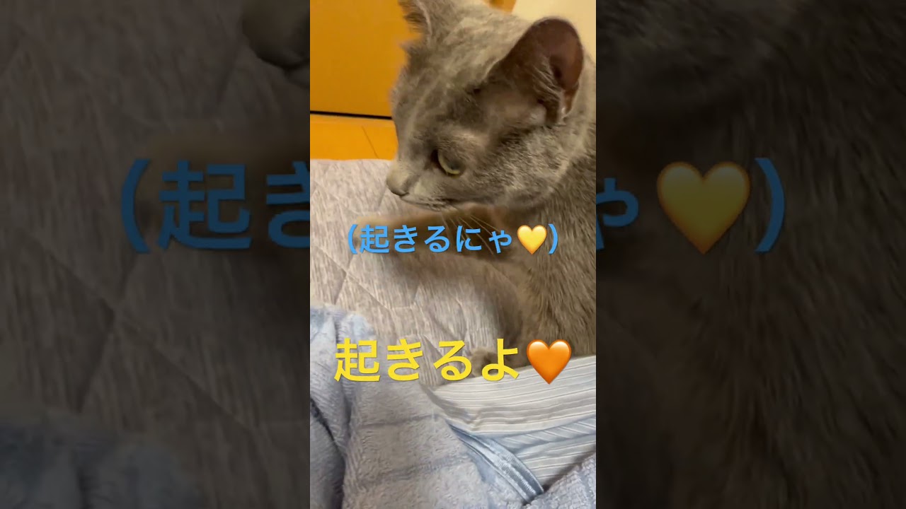 寝起きのスッキリ✨猫（ロシアンブルー）#shorts