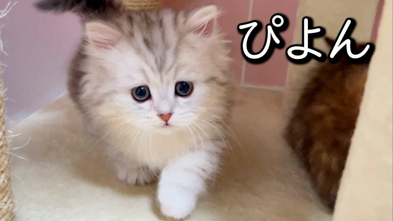 【ミヌエットの子猫】効果音をつけるならピョンピョンな件 ∼猫のいる生活Vol.755~ 出産動画 マンチカン短足・ミヌエット・ペルシャ猫専門ブリーダー『ペット蔵人』【子猫の成長記録】