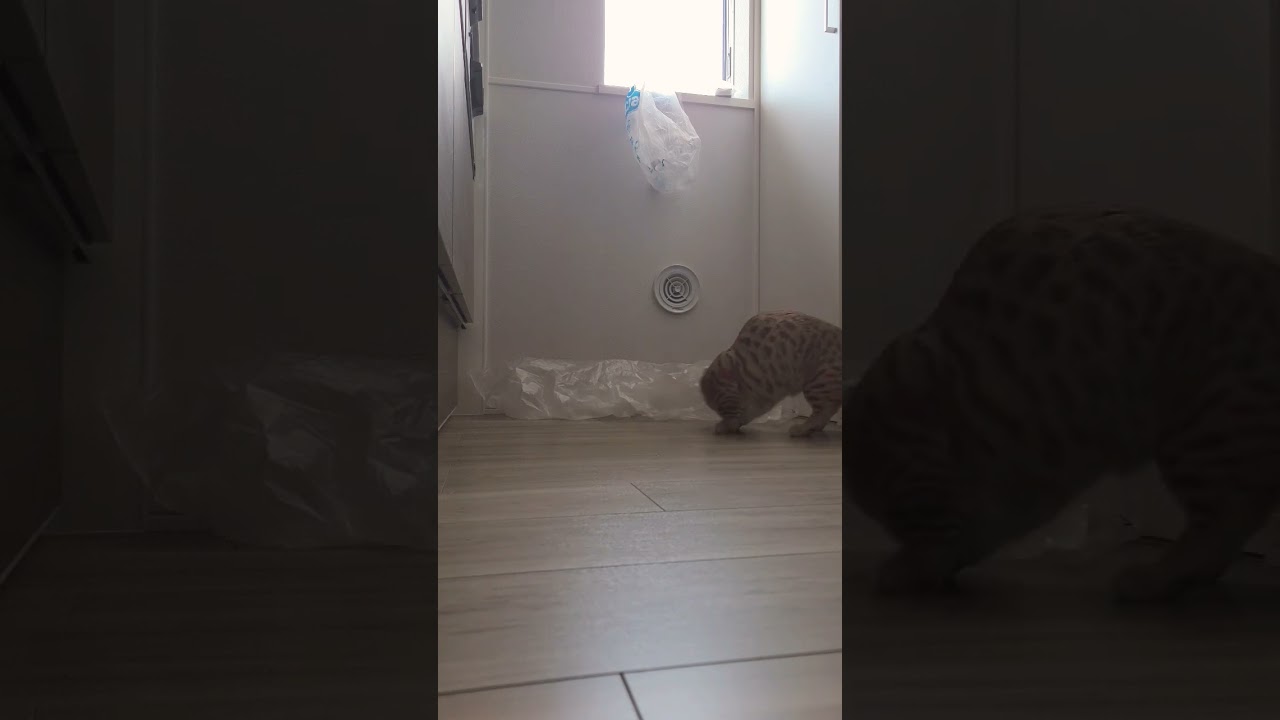 好奇心が強くてビニール袋につっこんでしまう猫【コモドンの観察日記】 #キンカロー #猫 #cat