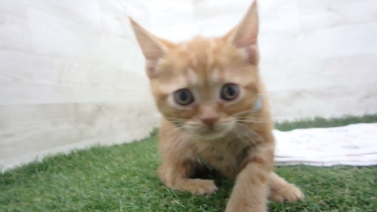 Coo&RIKU　No00638811 アメリカンショートヘアー