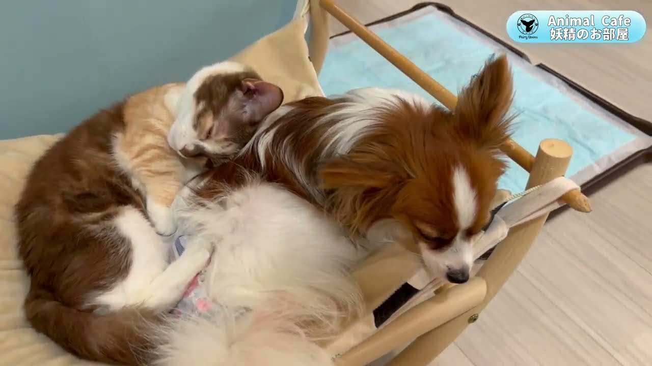 エジプシャンマウとマンチカンとソマリとパピヨン