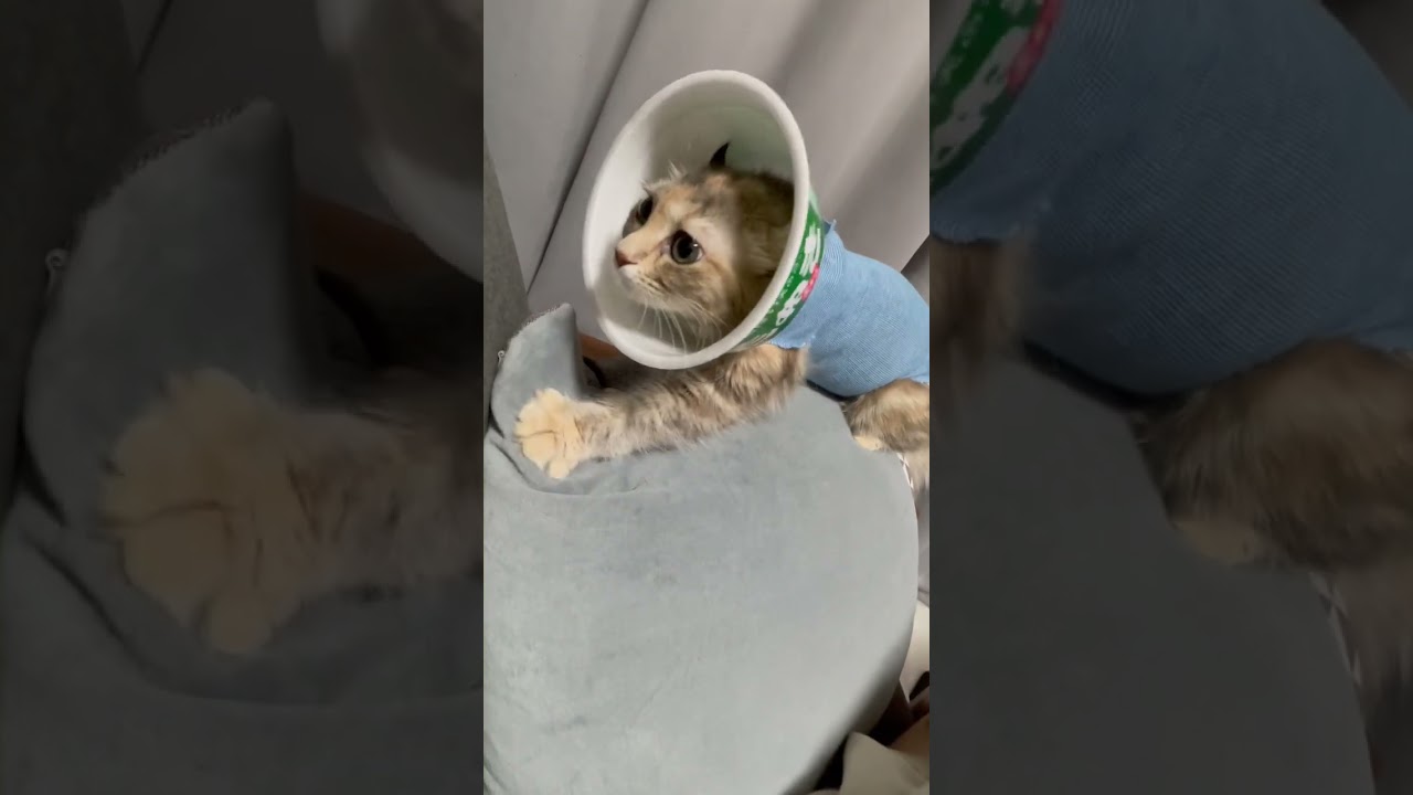 麺をこねる緑のたぬき🐱さん(手術後のため着用)#アメリカンカール #キンカロー #猫 #cat #cats #ねこ #ねこのいる生活  #多頭飼い #緑のたぬき#子猫