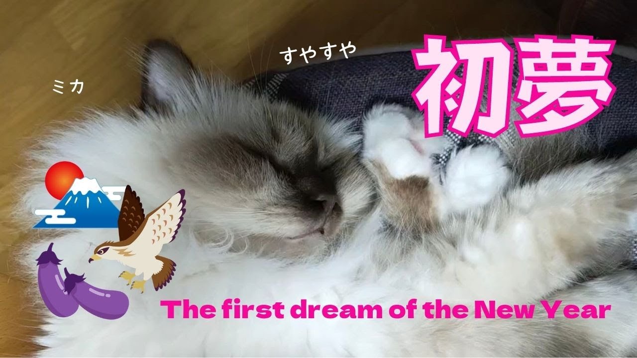 新年の夢【初夢】The first dream of the New Year （バーマン猫）Birman/Cat