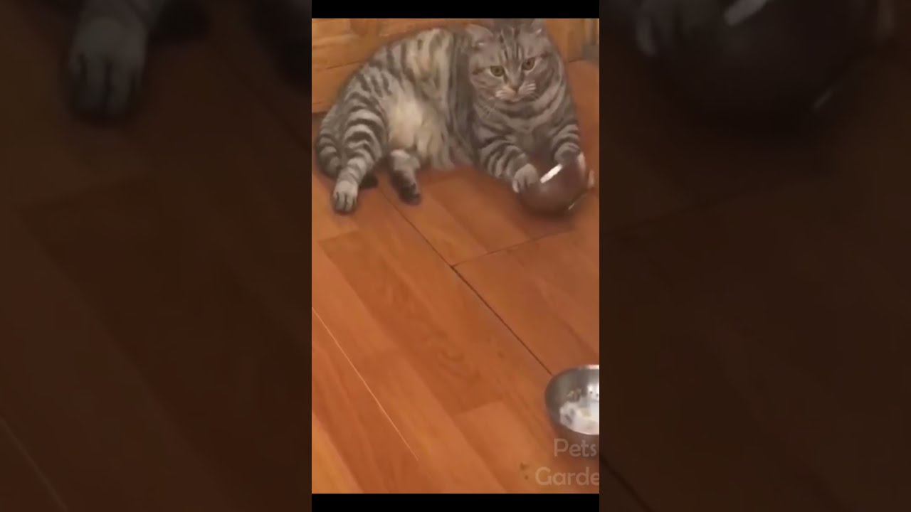 飯がないときの圧力が高い猫さんｗ