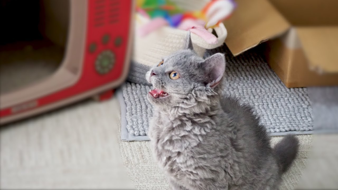 初めて家に来た子猫の鳴き声がかわいい…｜セルカークレックス｜ブリティッシュショートヘア