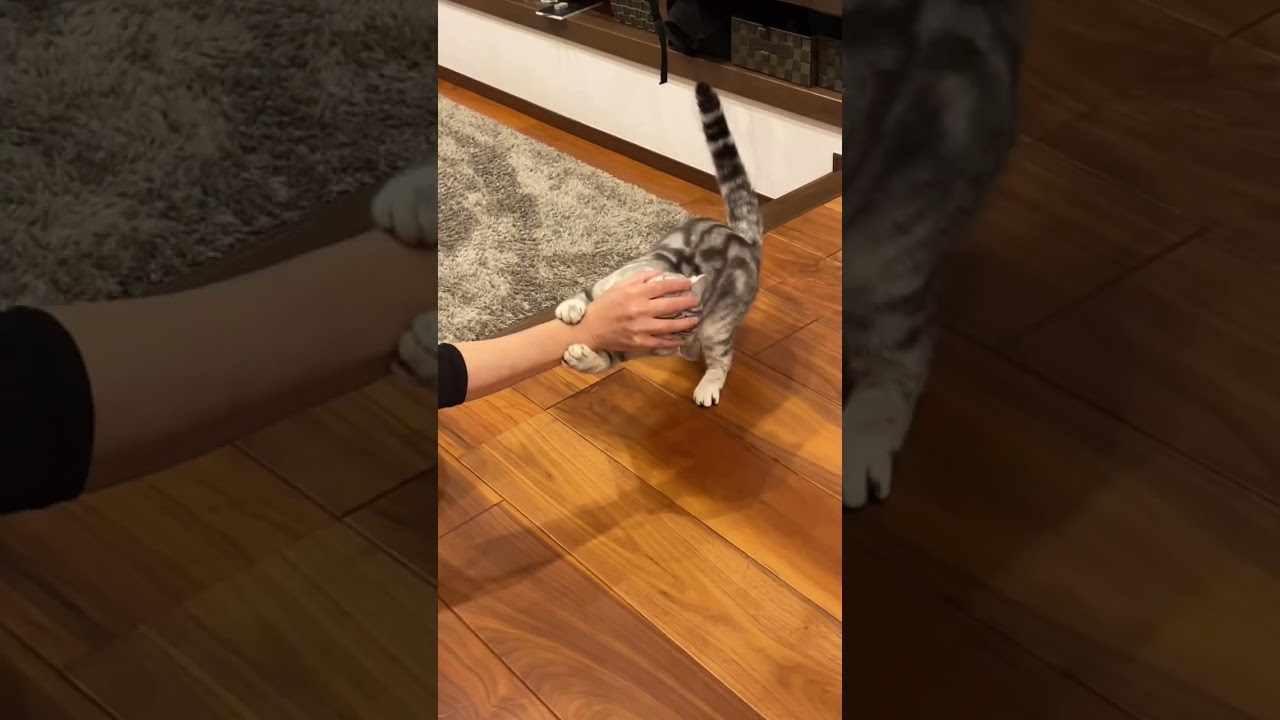 なんで噛むのよ〜☺️ #アメリカンショートヘア #アメショ #三毛猫 #cat #保護猫