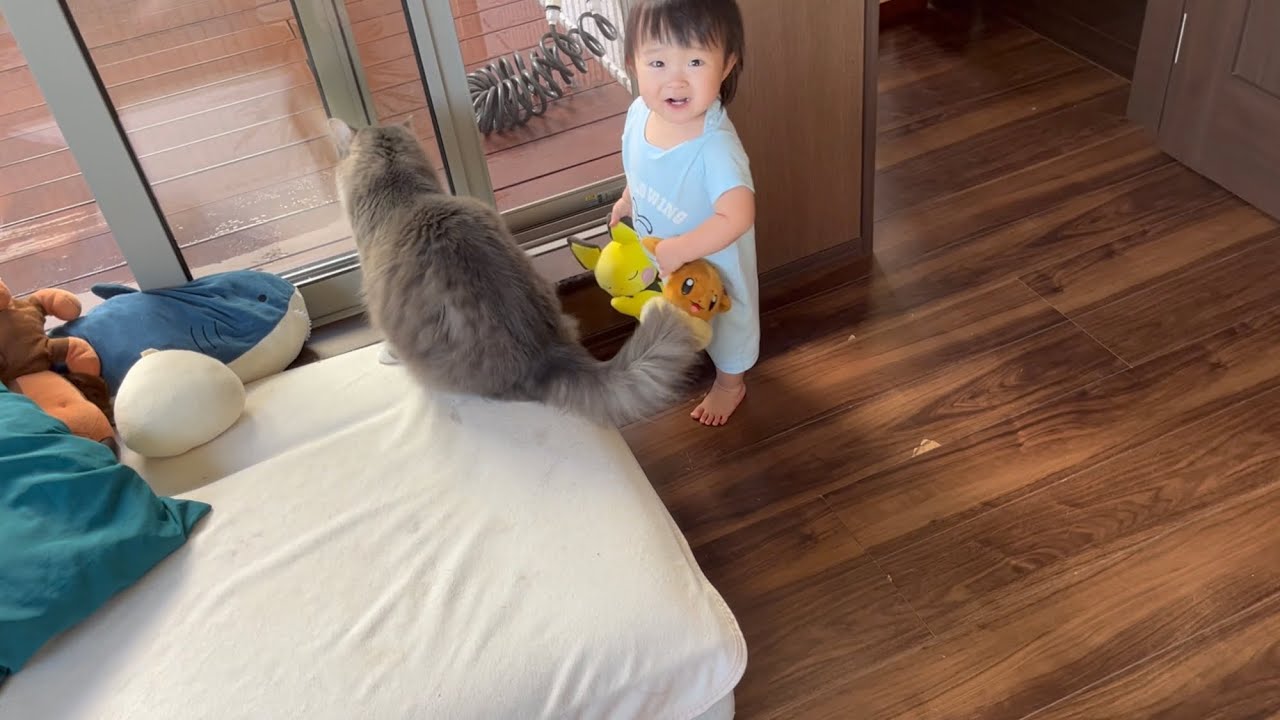 赤ちゃんから誘われる人形遊びに迷惑そうな猫　ノルウェージャンフォレストキャット　Cat invited by baby to play with dolls