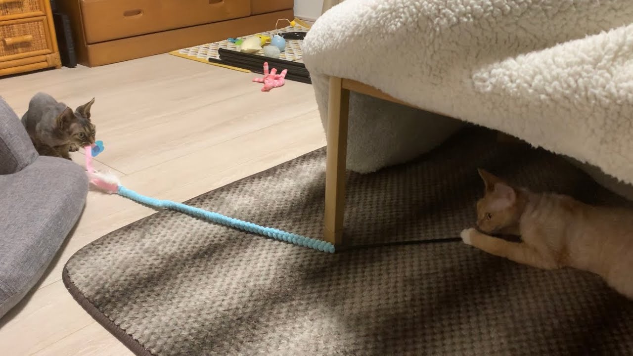 デボンレックス兄弟が新しい猫じゃらしで遊んでいます(Devon Rex brothers playing with a new cat toy)