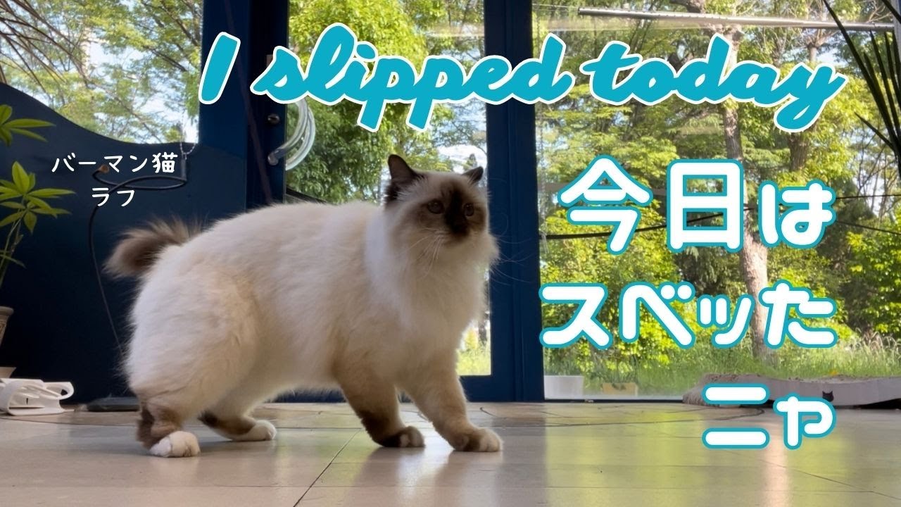 バーマン猫ラフとウリ【今日はスベッたニャ】I slipped today（バーマン猫）Birman/Cat