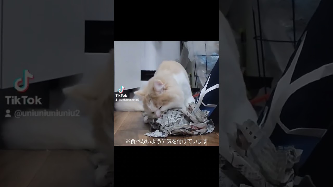 生まれて初めての新聞紙に野生が出ちゃう子猫 #ラガマフィン #猫動画 #cat #子猫 #ニャムニャムキャット