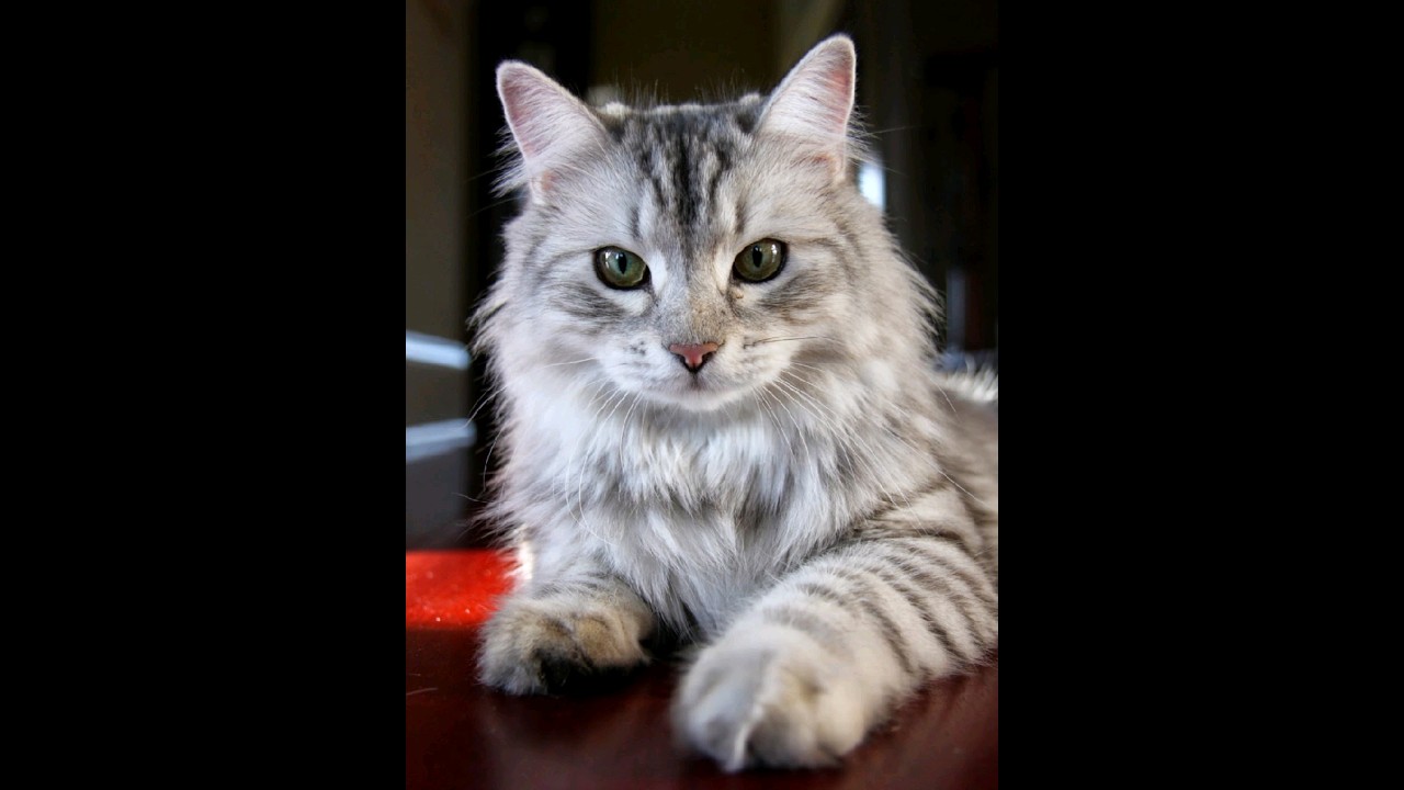 Qué es lo bueno de tener un gato en casa?? 🐱 #gatos #michis #cat #suscribete