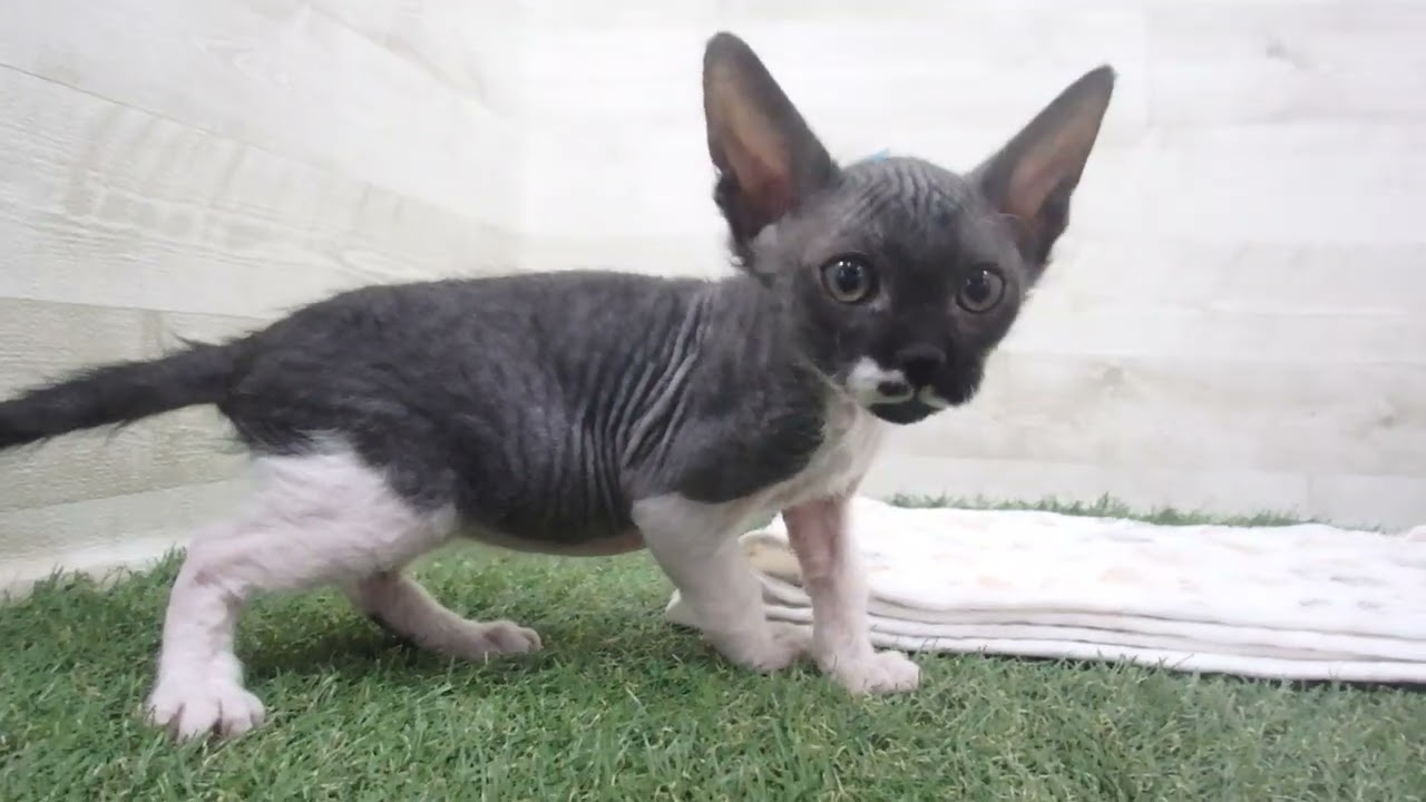 00611616 コーニッシュレックス