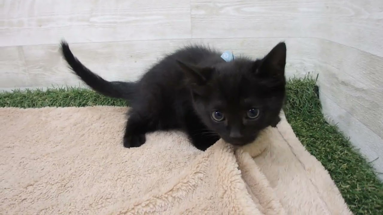 Coo&RIKU　No00571801 ボンベイ