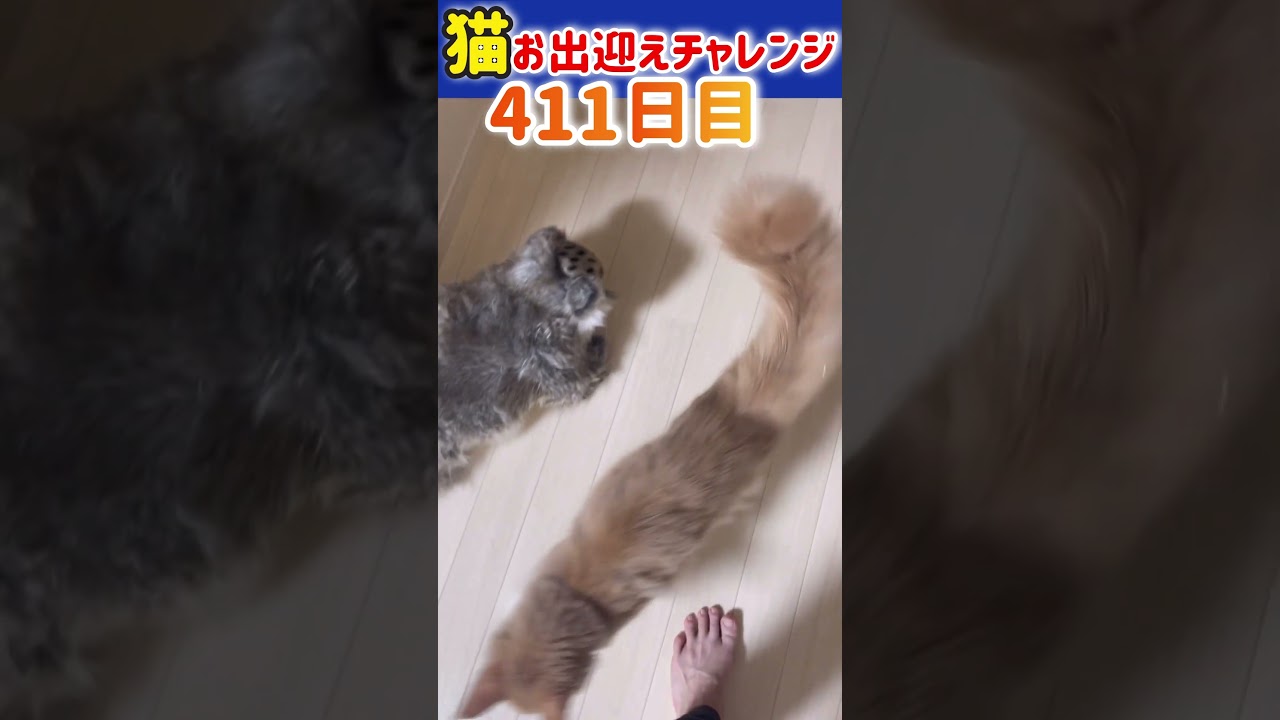 猫お出迎えチャレンジ411日目【メインクーン】#shorts #アリスさん