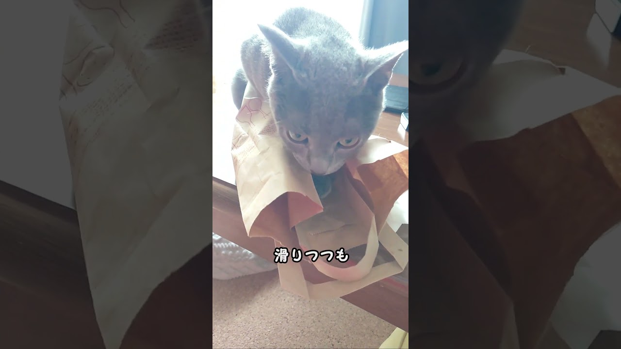【猫動画】紙袋は乗るものと思っているロシアンブルー【russianbule】#shorts　Russian blue thinks paper bags are for riding