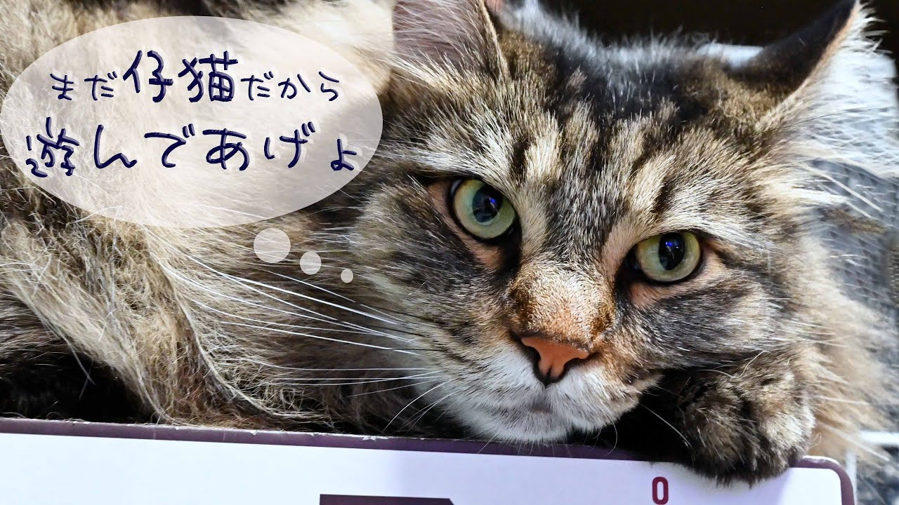 見えないが楽しい女心、末っ子サイベリアンがおおきくなりました。メインクーンのしっぽと猫じゃらし。