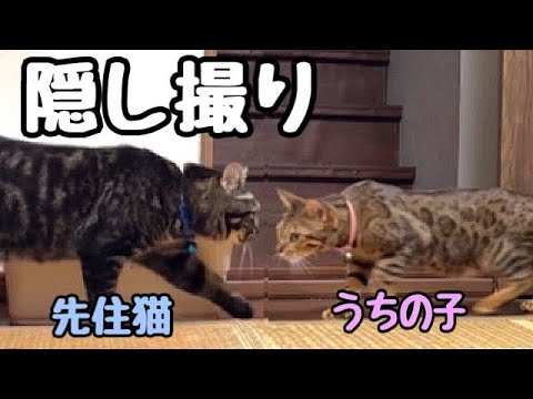 【隠し撮り】先住猫とうちのお嬢猫の恋が始まりそう？