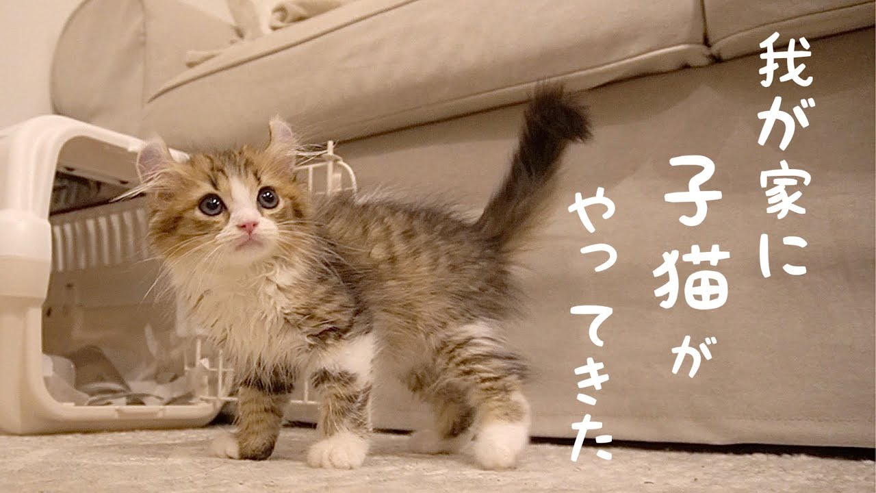 子猫がやってきた！アメリカンカール生後2ヶ月メルくんです𓃠