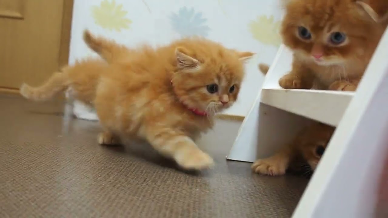 スコティッシュフォールド レッドタビー（ロングヘアー）の女の子。