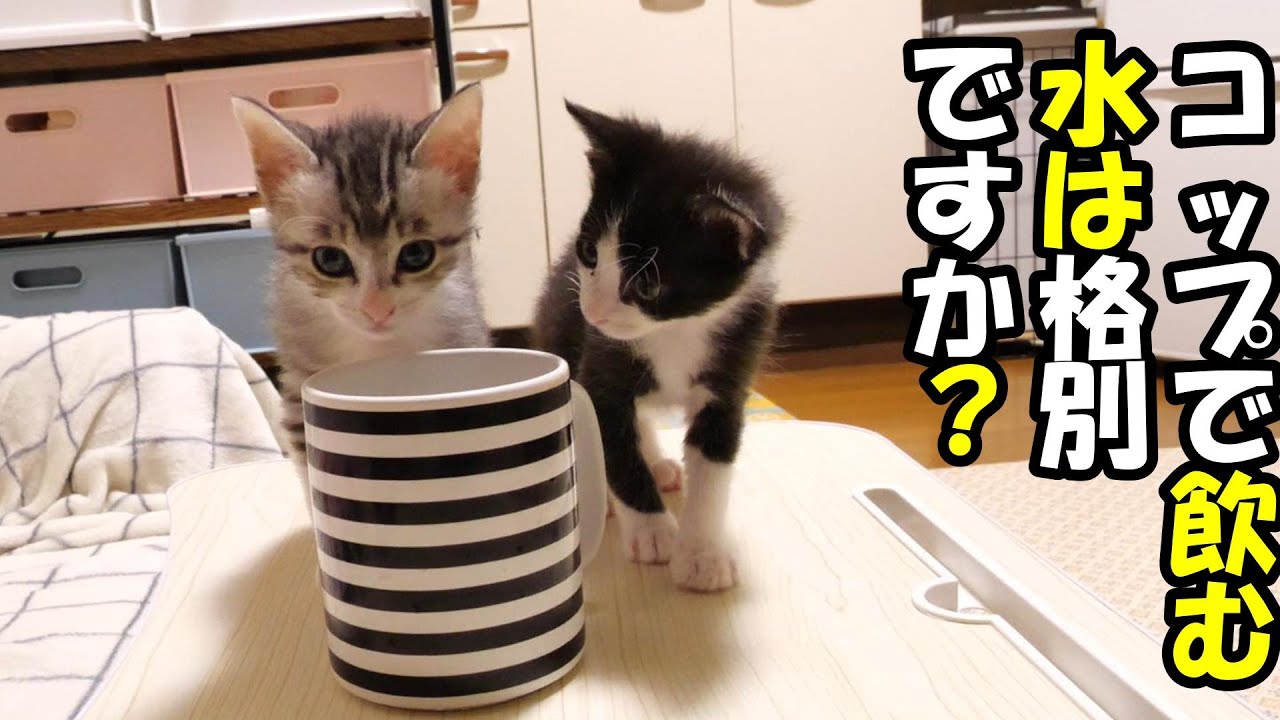 遊び疲れた子猫がコップの水を飲んでみる【赤ちゃん猫　保護猫】
