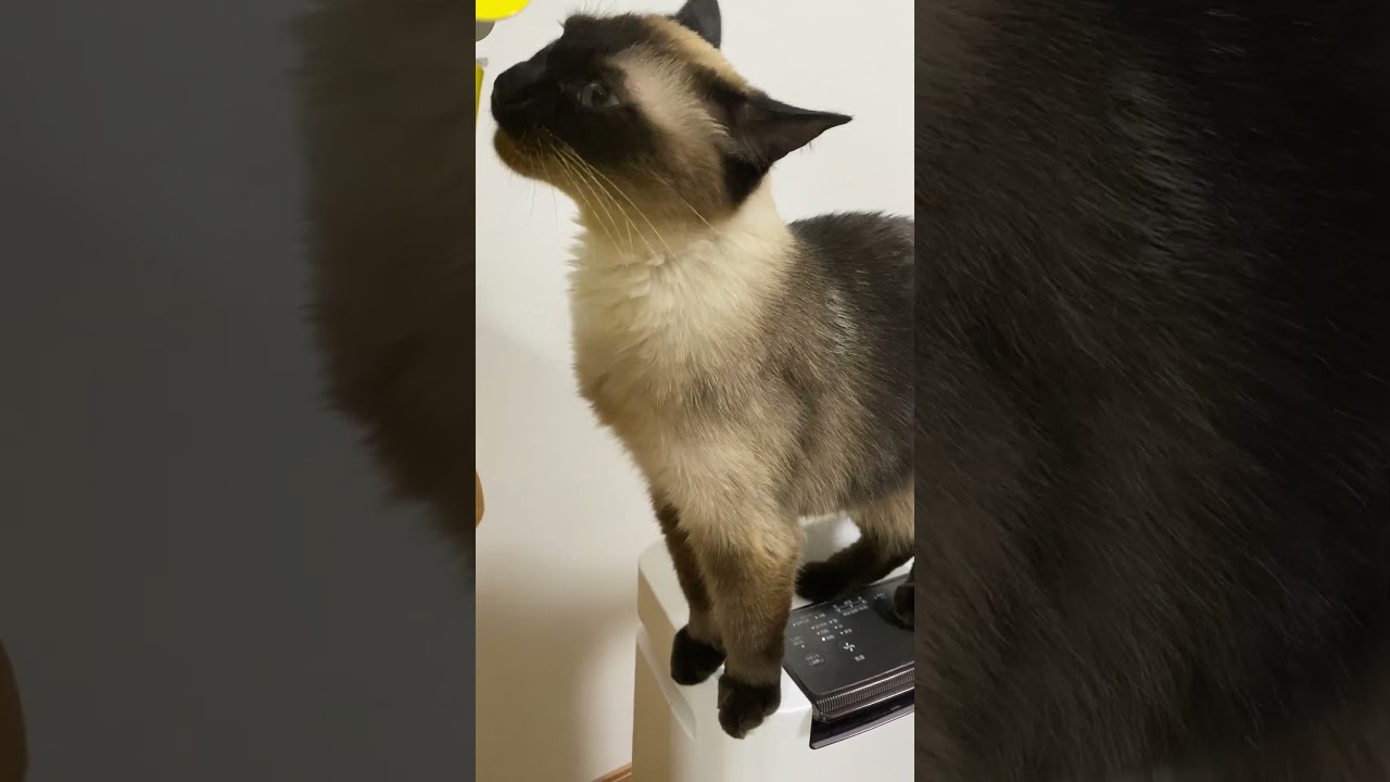 【2023.07.13】今日のシャム猫のふくさん（音無し）【たぬき猫】 #shorts