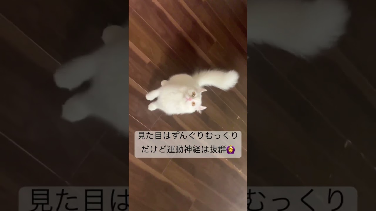 もふもふ猫のジャンプ力 #cat #catcute #マンチカール#多頭飼いの幸せ#スローモーション#ねこのいる生活 #ねこあるある