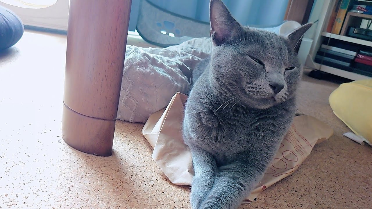 【猫動画】紙袋を猫ベッドにしたロシアンブルー【russianbule】Russian blue with a paper bag as a cat bed
