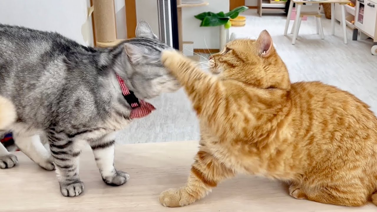 さすがにここまで顔近づけられたらマンチカンのパンチも当たる