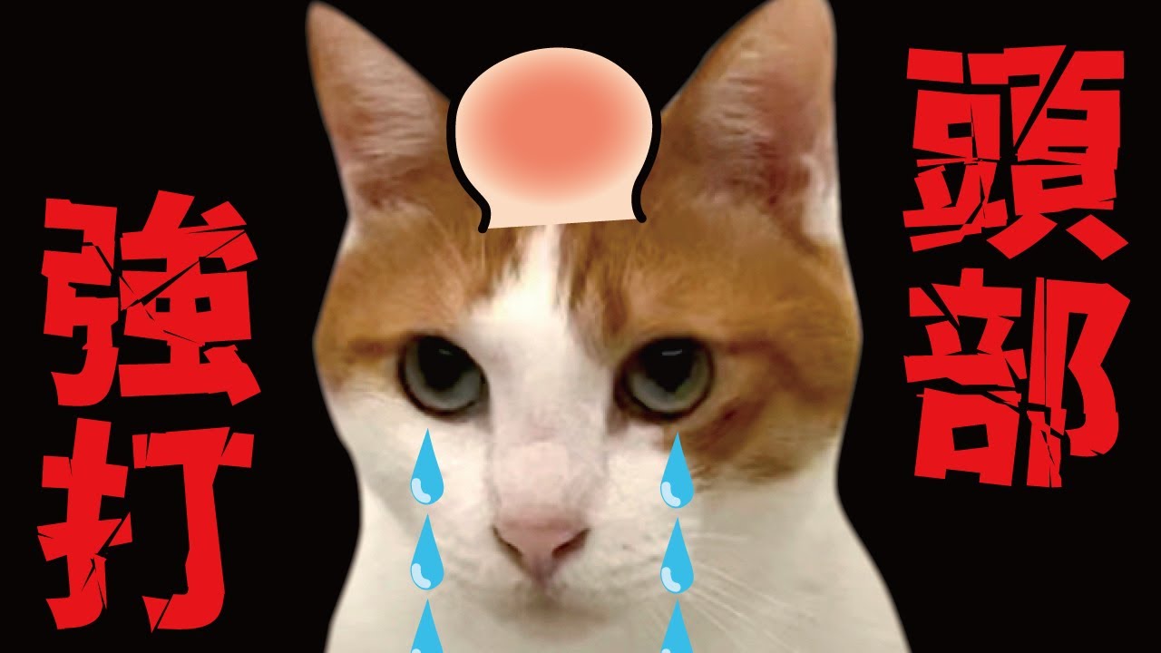 骨が割れるぐらいすごい音で頭をぶつけてしまいました…【関西弁でしゃべる猫】