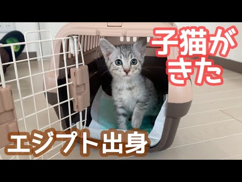 生後3ヶ月なのに小さすぎる猫が家にやってきた...！【エジプシャンマウ】