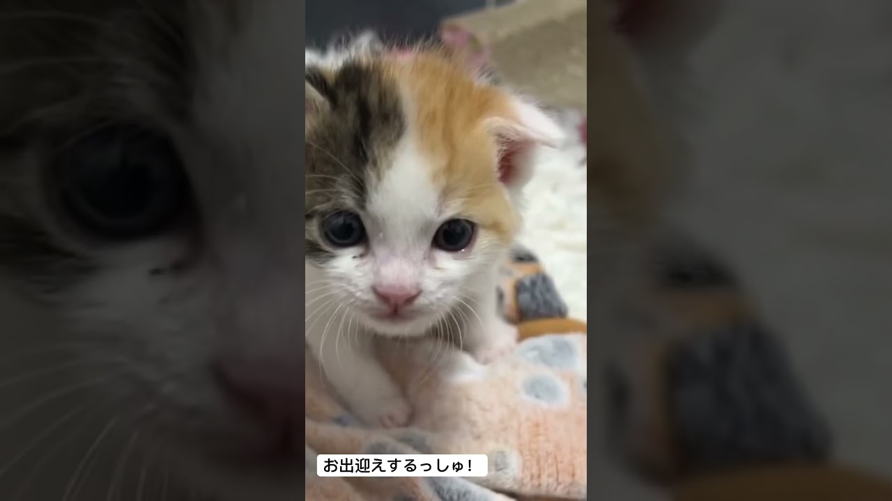 お出迎えからすぐミルクの三毛子猫 #cat #猫 #保護猫 #子猫 #kitten #ねこ #animal #こねこ #babycat #cute #shorts
