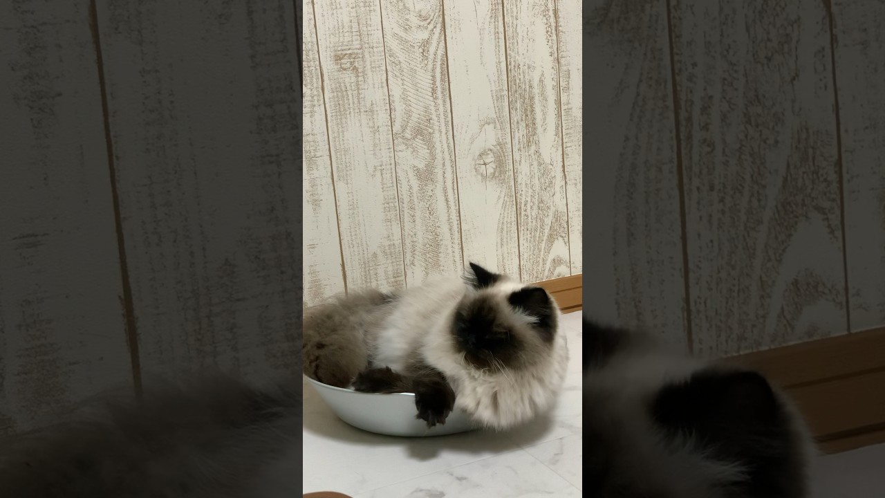 少しだけはみ出てるげんたくん #猫 #ヒマラヤン #日常 #猫のいる生活 #shorts