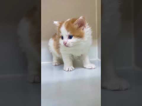 サイベリアン レッドタビー&ホワイト（ロングヘアー）の男の子♪