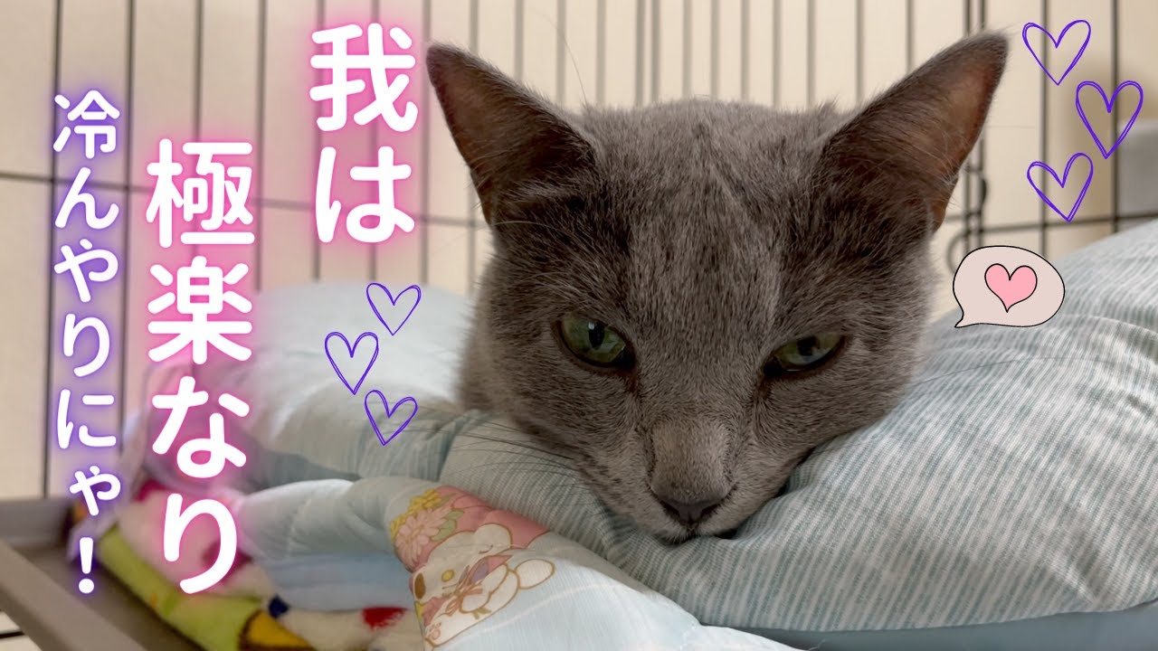 極楽な城を手に入れた猫様（ロシアンブルー）