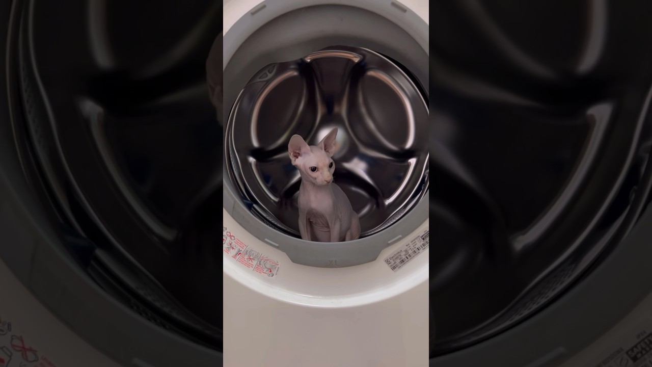 洗濯機の中を楽しむ毛のない子猫【スフィンクス猫】