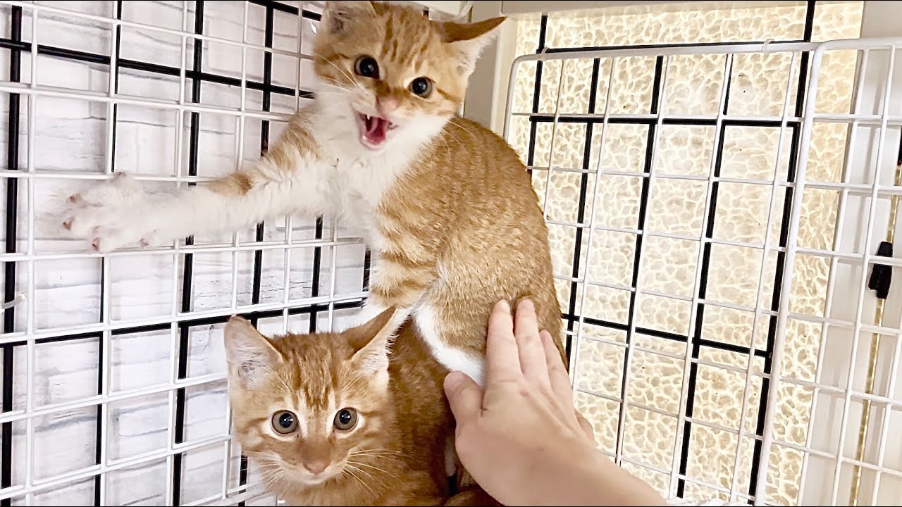 新入り保護子猫は威嚇の嵐【花晴れ兄妹#4】A kitten with a fine menace.