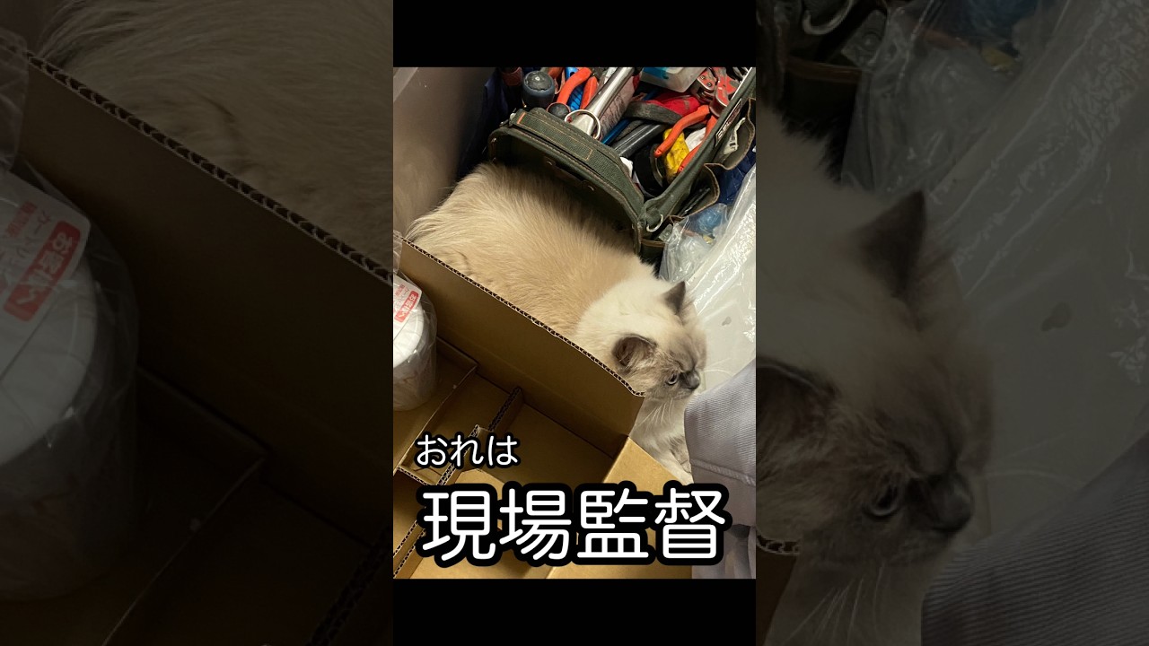 現場監督をやって上機嫌のてん #ネコ #ヒマラヤン #ショート #にゃんまるにゃんにゃん