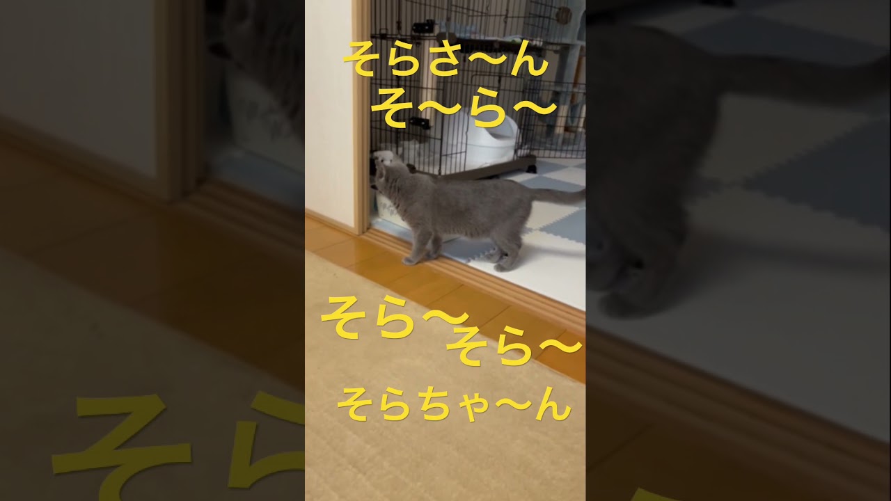 ママに塩対応な猫（ロシアンブルー）#shorts