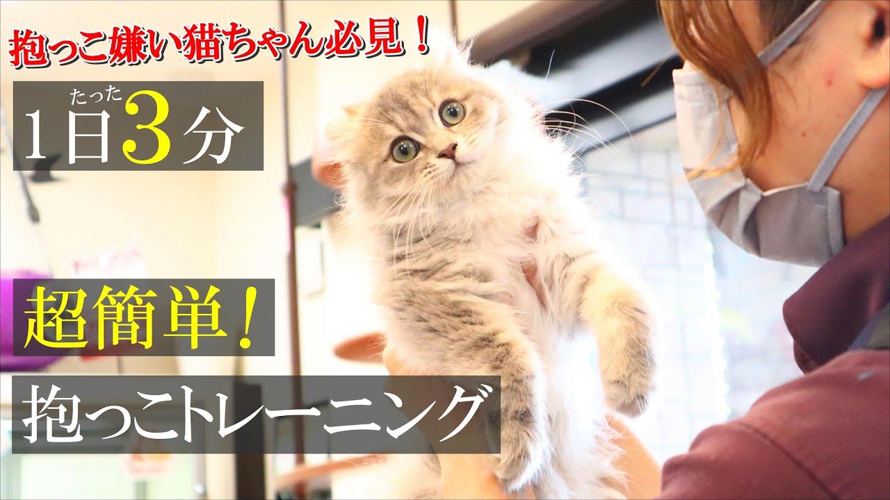 【1日たった３分】これであなたも抱っこマスター！猫の嫌がる抱っこを毎日一緒にトレーニング！