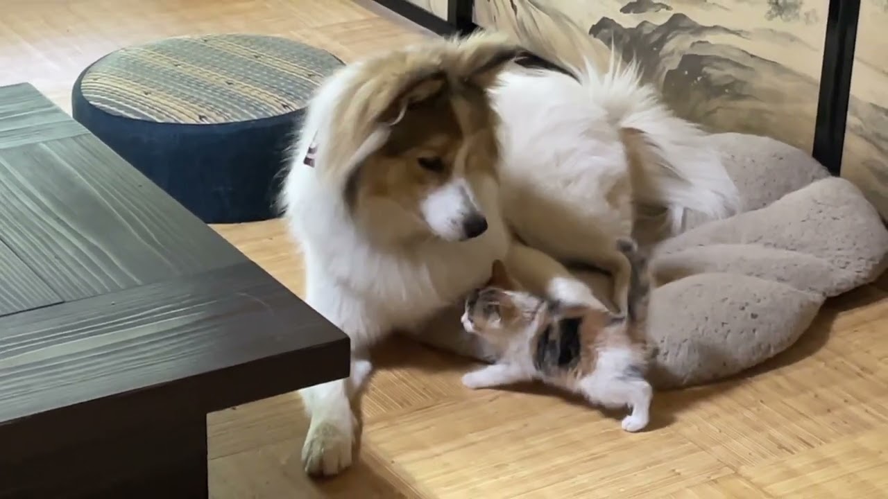 【母猫に捨てられたもう1匹の子猫】先住犬の腕の中で甘えるようになりました。