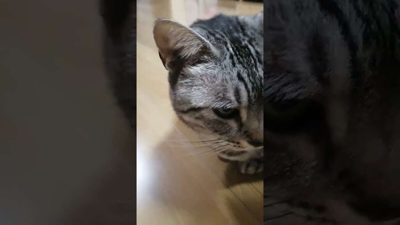 まう#エジプシャンマウ #猫 #ねこ #ねこのいる生活 #猫のいる暮らし