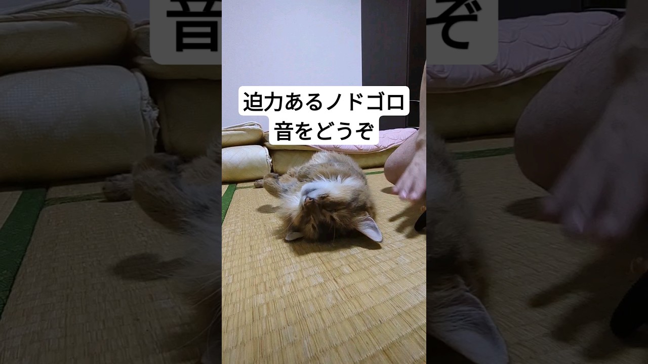 素敵なノドゴロ音いただきました〜 #ソマリ #猫 #cat #kmg #shots