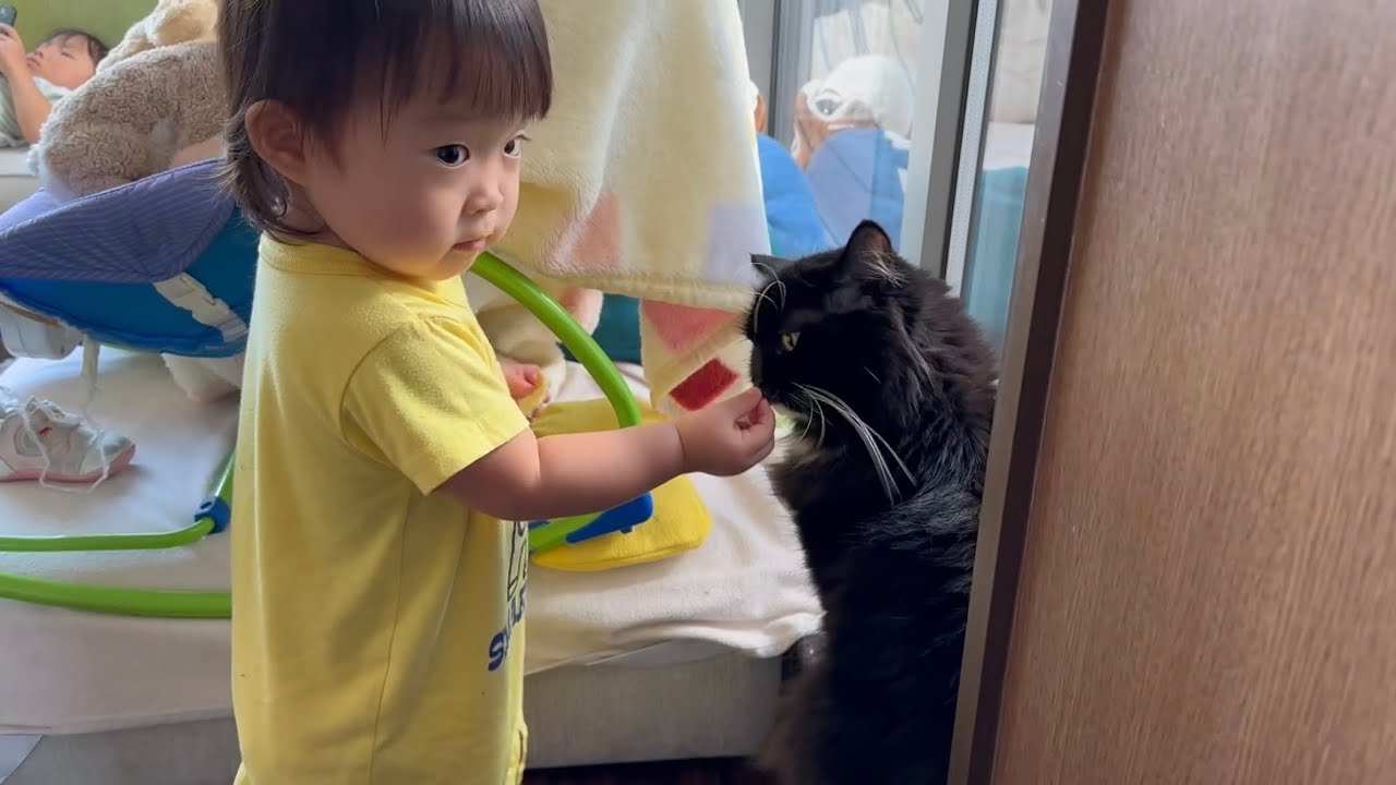 足を乗せられる猫　ノルウェージャンフォレストキャットA cat being petted. Norwegian Forest Cat.