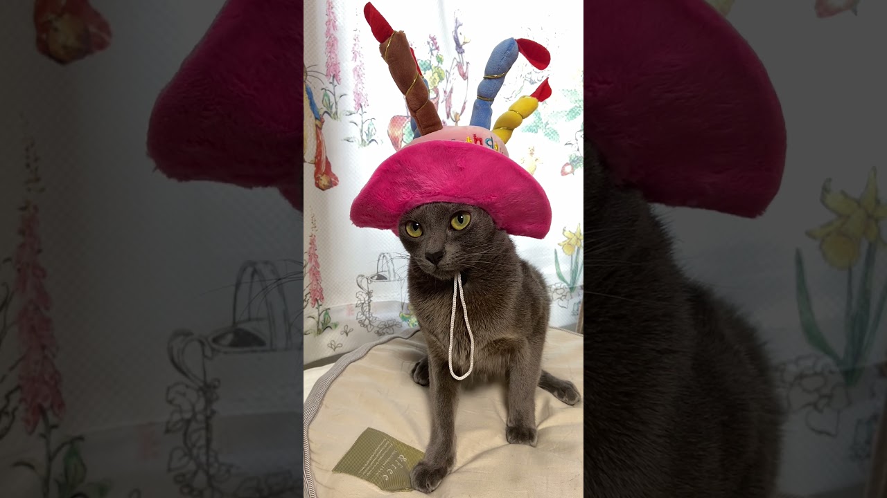 Cute cat with birthday party hat #shorts