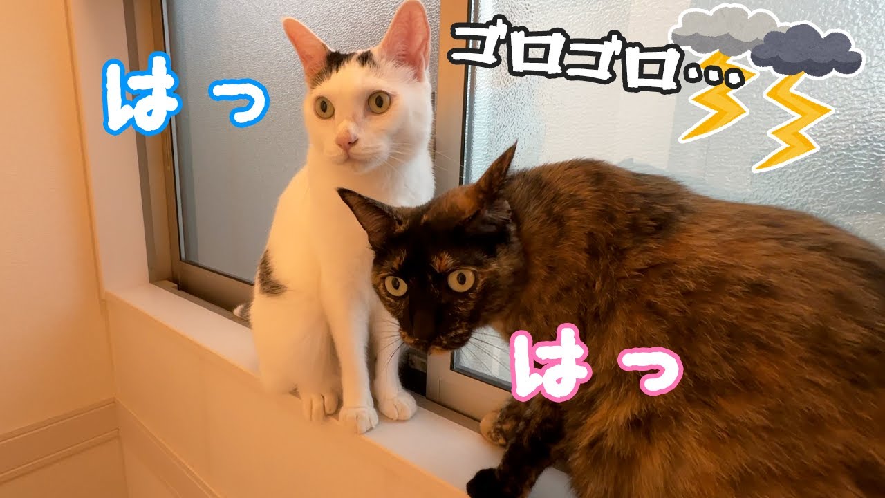 久々の雷よりも猫たちはアレが気になるようです…