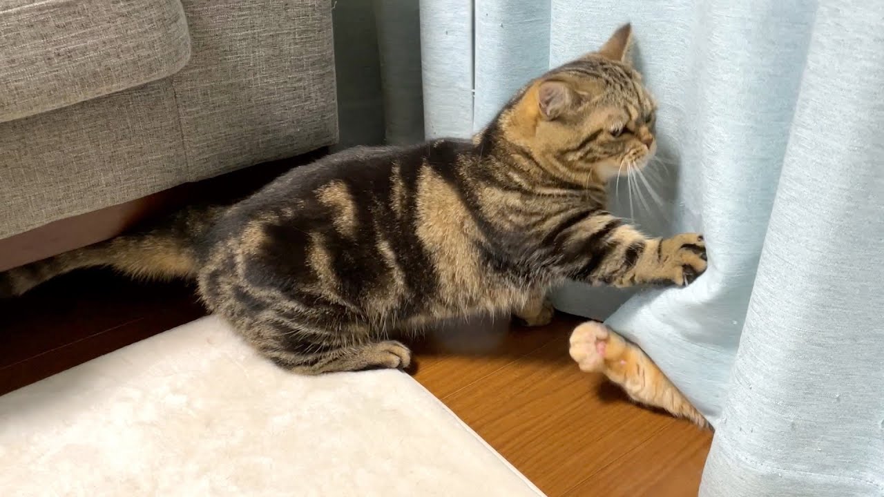 ごめんくださーい！出てきてもらえませんか？