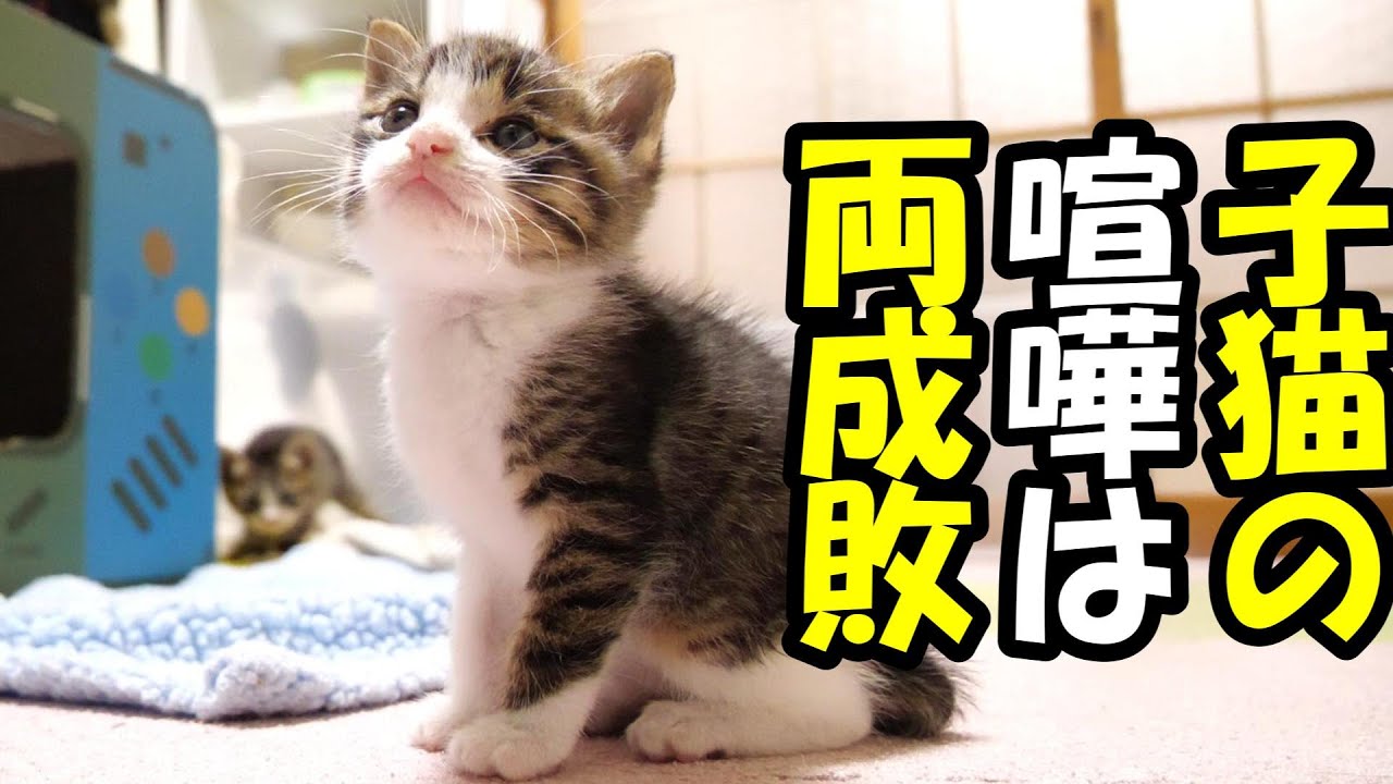 とっちも悪くない子猫の喧嘩は両成敗【赤ちゃん猫　保護猫】