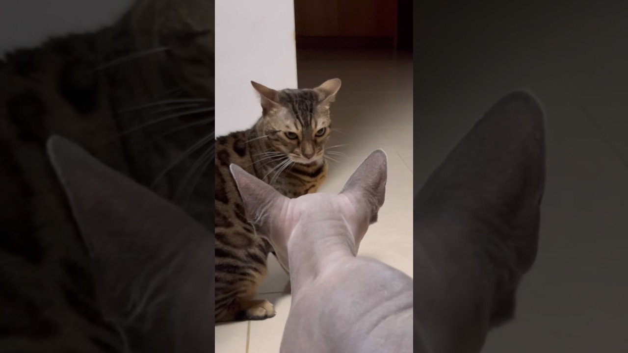 喧嘩中の猫の様子が面白すぎるww【ベンガル スフィンクス猫】
